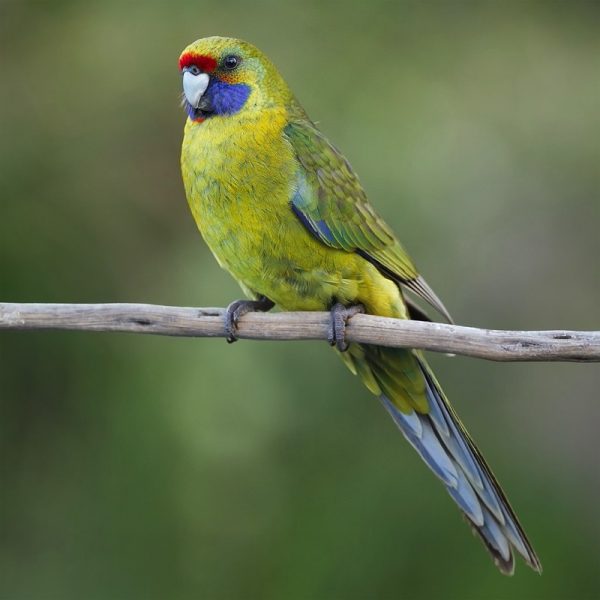 The green rosella, or Tasmanian rosella, is a species of parrot native to Tasmania and Bass Strait islands. The green rosella's underparts, neck and head are yellow, with a red band above the beak and violet-blue cheeks. The back is mostly black and green, and its long tail blue and green. The sexes have similar plumage, except the female has duller yellow plumage and more prominent red markings, as well as a smaller beak. Juvenile and immature birds have predominantly green plumage. Consuming seeds, berries, nuts and fruit, as well as flowers, but may also eat insect larvae and insects such as psyllids. Nesting takes place in tree hollows.