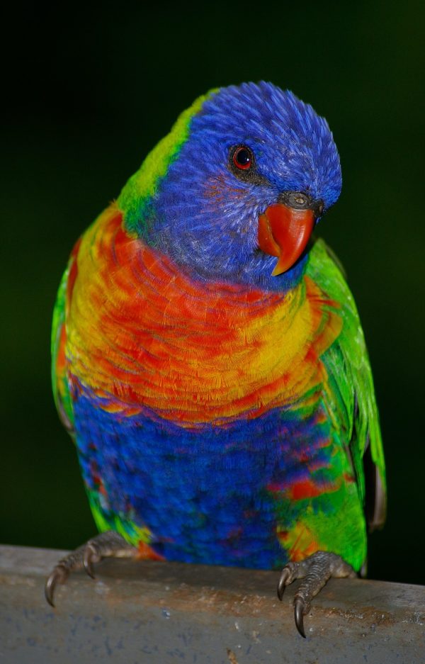 The rainbow lorikeet is a species of parrot found in Australia. It is common along the eastern seaboard, from northern Queensland to South Australia. Its habitat is rainforest, coastal bush and woodland areas. The rainbow lorikeet is a medium-sized parrot, with the length ranging from 25 to 30 cm, including the tail. The weight varies from 75 to 157 g. The plumage of the nominate race, as with all subspecies, is very bright. The head is deep blue with a greenish-yellow nuchal collar, and the rest of the upper parts (wings, back and tail) are green. The chest is orange/yellow. The belly is deep blue, and the thighs and rump are green. In flight a yellow wing-bar contrasts clearly with the red underwing coverts.