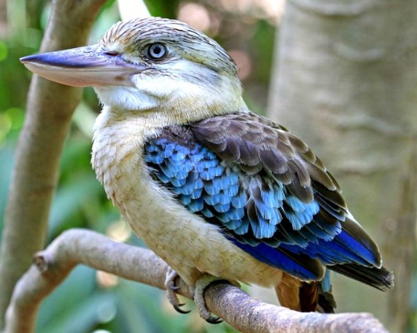The adult blue-winged kookaburra measures around 38 to 42 cm in length and weighs 260 to 330 g. Compared to the related laughing kookaburra, it is smaller, lacks a dark mask, has more blue in the wing, and striking white eye. It has a heavier bill than its larger relative. The head and underparts are cream-coloured with brownish streaks. It is sexually dimorphic, with a blue tail in the male, and a rufous tail with blackish bars in the female. Widespread and common throughout Austrtalia, its found in family groups of up to 12 individuals. Living in open savannah woodland and Melaleuca swamps, as well as farmlands such as sugar cane plantations.