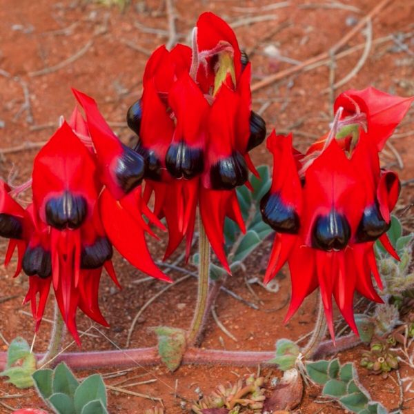 Sturt's Desert Pea - a stunning display of deep red and black. Photo by The Seed Collection