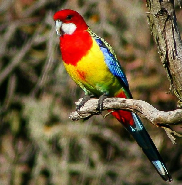 The eastern rosella is 30 cm long. It has a red head and white cheeks. The beak is white and the irises are brown. The upper breast is red and the lower breast is yellow fading to pale green over the abdomen. The feathers of the back and shoulders are black, and have yellowish or greenish margins giving rise to a scalloped appearance that varies slightly between the subspecies and the sexes. The wings and lateral tail feathers are bluish while the tail is dark green. The legs are grey. The female is similar to the male though duller in colouration and has an underwing stripe, which is not present in the adult male. Juveniles are duller than females and have an underwing stripe. The diet of eastern rosellas mainly consists of fruit, seeds, flowers and insects.