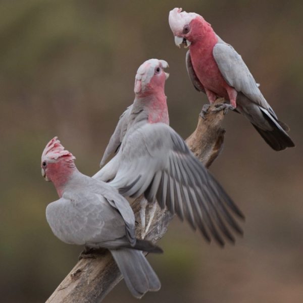 The pink and grey cockatoo, or galah, (/ɡəˈlɑː/; Eolophus roseicapilla), is widespread and can be found in open country in almost all parts of Australia. Its distinctive plumage and its bold and loud behaviour make it a familiar and popular sight in the bush. Photo by Arkaba Conservancy