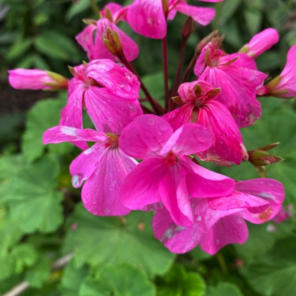 Geraniums have long been cultivated for their diverse range of beautiful flowers and myriad uses. The essential oil is said to enhance concentration and cognitive function, to balance emotions, and is a powerful natural insect repellent.