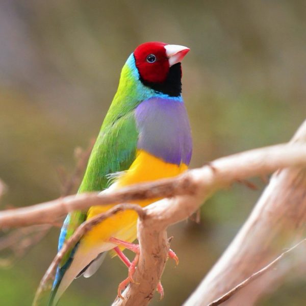 The Gouldian finch, also known as the Lady Gouldian finch, Gould's finch or the rainbow finch, is a colourful bird that is native to Australia. Both sexes are brightly coloured with black, green, yellow, and red markings. The females tend to be less brightly coloured. One major difference between the sexes is that the male's chest is purple, while the female's is a lighter mauve. Black-headed female Gouldian finches are about 125–140 mm long, their heads may be red, black, or yellow. Like other finches, the Gouldian finches they eat up to 35% of their bodyweight each day. During the breeding season, Gouldian finches mainly feed on ripe and half-ripe grass seeds of sorghum. During the dry season, they mainly forage on the ground for seeds. During the wet season, spinifex grass seed is an important part of their diet. So far Gouldians have been recorded eating six different species of grass seed, but researchers have yet to find evidence of insect.