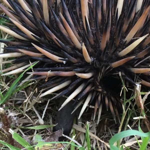 Visiting echidna at Integrity Candles's farm. Photo: Integrity Candles collection.