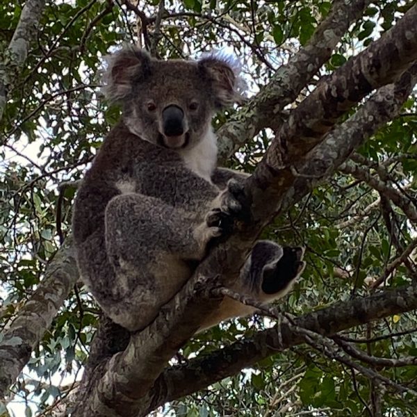 Handsome male Koala in residence on the farm at Integrity Candles. Photo by Linda Saul