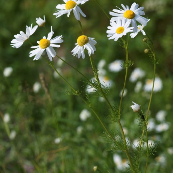 Cultivated for its calming and soothing properties, Chamomile grows in a carpet of tiny daisy-like flowers. Light apple in fragrance, these delightful, aromatic little flowers are utilised as teas, oils and tinctures across the globe.