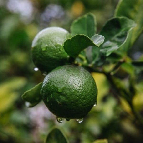 Rain-drenched limes ready for picking.