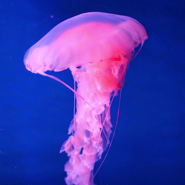 Marine Jellyfish Photo by Pan Da chuan on Unsplash