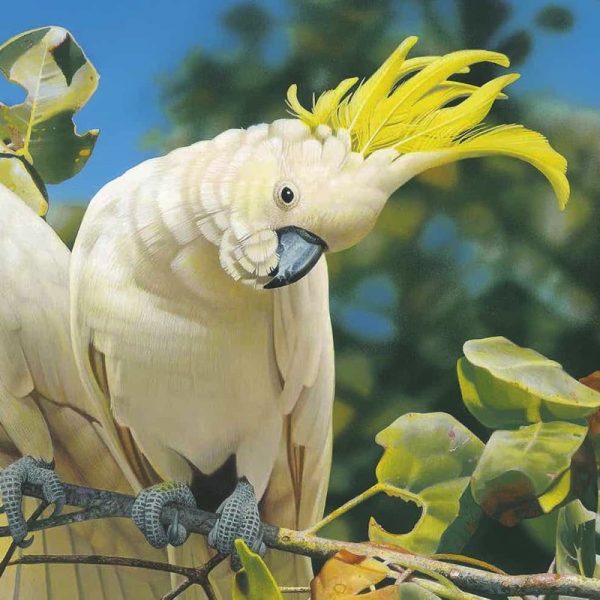 Sulphur-crested cockatoos are 44–55 cm long, with the Australian subspecies larger than subspecies from New Guinea and nearby islands. The plumage is overall white, while the underwing and -tail are tinged yellow. The expressive crest is yellow. The bill is black, the legs are grey, and the eye-ring is whitish. Males typically have almost black eyes, whereas the females have a more red or brown eye, These birds are naturally curious, and highly intelligent. Long-lived, living upwards of 70 years in captivity, although they only live to about 20–40 years in the wild. Their distinctive raucous calls can be very loud. Sulphur-crested Cockatoos nest in a bed of wood chips in a hollow of a tree. Like many other parrots it competes with others of its species and with other species for nesting sites.