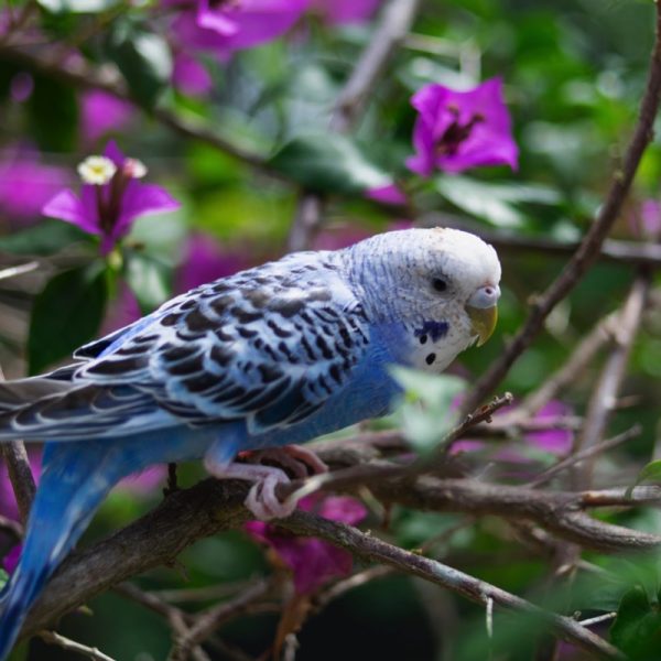 Wild budgerigars average 18 cm long, weigh 30–40 grams, 30 cm in wingspan, and display a light green body colour (abdomen and rumps), while their mantles (back and wing coverts) display pitch-black mantle markings edged in clear yellow undulations. The forehead and face is yellow in adults.It is found wild throughout the drier parts of Australia, where it has survived harsh inland conditions for over five million years. Its success can be attributed to a nomadic lifestyle and its ability to breed while on the move. The budgerigar is closely related to lories and the fig parrots.Photo by m-l-o on unsplash